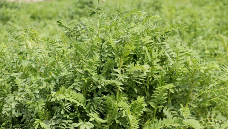 Kuraklığa Dayanıklı ‘NKÜ Efsane’ Korunga Çeşidi Geliştirildi: Yüksek Verim ve Faydalarıyla Dikkat Çekiyor