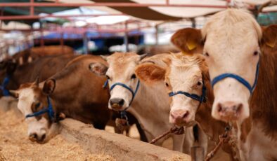 Kurban Bayramı Öncesi Hayvan Sağlığına Yönelik Tedbirler Artırıldı: Kaçakçılığa Geçit Yok!