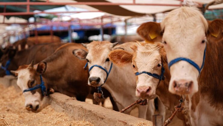 Kurban Bayramı Öncesi Hayvan Sağlığına Yönelik Tedbirler Artırıldı: Kaçakçılığa Geçit Yok!