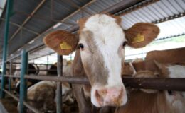 Kurban Bayramı Hazırlıkları Başlıyor: Kurban Hizmetleri Komisyonları Kuruldu, Önlemler Alınıyor