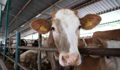 Kurban Bayramı Hazırlıkları Başlıyor: Kurban Hizmetleri Komisyonları Kuruldu, Önlemler Alınıyor