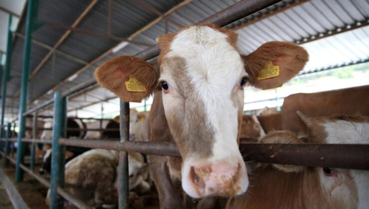 Kurban Bayramı Hazırlıkları Başlıyor: Kurban Hizmetleri Komisyonları Kuruldu, Önlemler Alınıyor