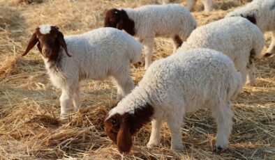 Kırsalda Bereket Başlıyor: Küçükbaş Hayvan Desteği Projesi Başvuruları Açıldı!