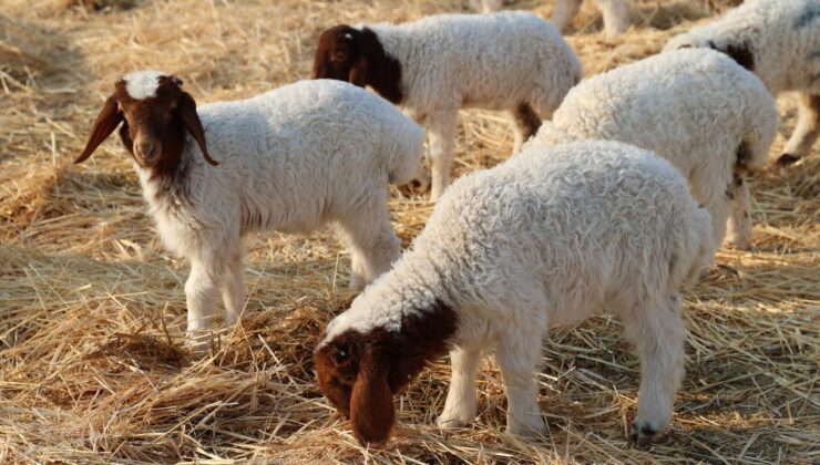 Kırsalda Bereket Başlıyor: Küçükbaş Hayvan Desteği Projesi Başvuruları Açıldı!