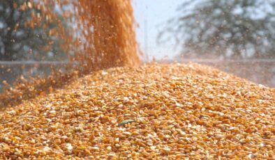 Mısır İthalatında 3 Milyon Tonluk Tarife Kontenjanı Açıldı: Arz Güvenliği ve Fiyat İstikrarı Hedefleniyor