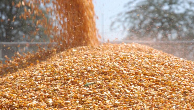 Mısır İthalatında 3 Milyon Tonluk Tarife Kontenjanı Açıldı: Arz Güvenliği ve Fiyat İstikrarı Hedefleniyor