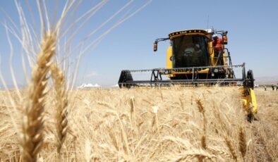 Güneydoğu Anadolu’dan 871 Milyon Dolarlık Hububat İhracatı: Ayçiçeği Yağında Yükseliş, Orta Doğu’da Düşüş