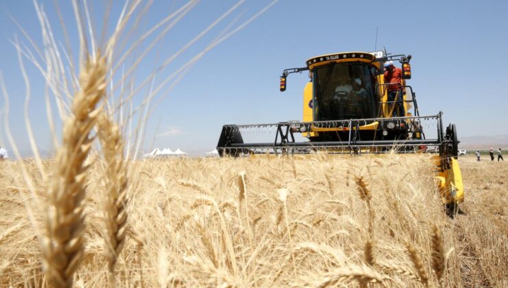 Güneydoğu Anadolu’dan 871 Milyon Dolarlık Hububat İhracatı: Ayçiçeği Yağında Yükseliş, Orta Doğu’da Düşüş