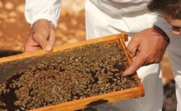 Balda Yeni Dönem: Temel Petekler Artık Sıkı Denetim Altında