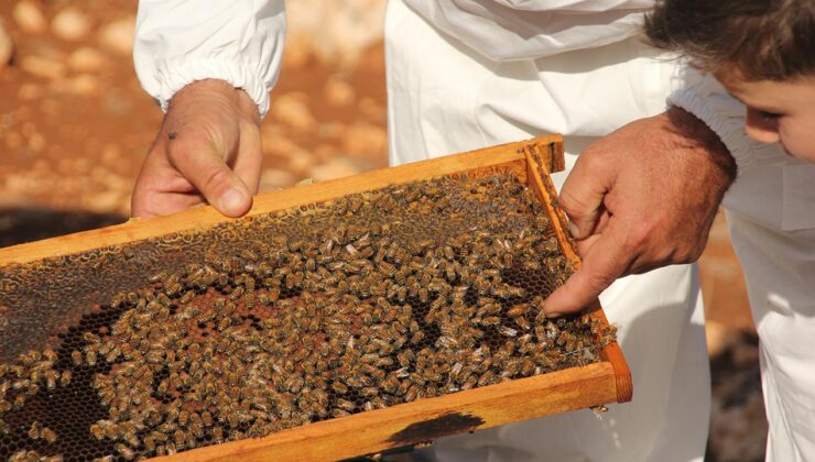 Balda Yeni Dönem: Temel Petekler Artık Sıkı Denetim Altında