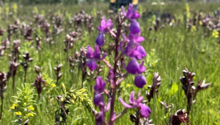 Salep Orkidesi Katliamına Geçit Yok: İzinsiz Toplayan Kişiye Rekor Ceza!