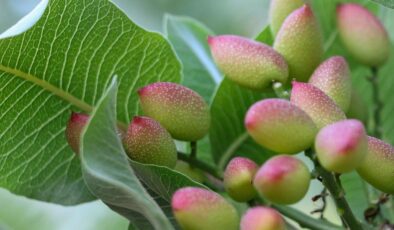 Siirt Fıstığı Üreticileri ‘Yok Yılı’na Rağmen Yüksek Verim Bekliyor: Yağışlar Umut Verdi