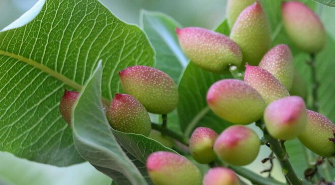 Siirt Fıstığı Üreticileri ‘Yok Yılı’na Rağmen Yüksek Verim Bekliyor: Yağışlar Umut Verdi