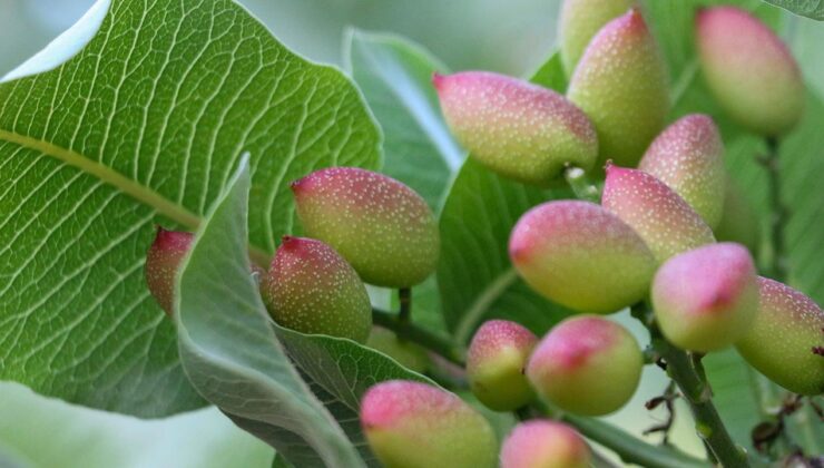 Siirt Fıstığı Üreticileri ‘Yok Yılı’na Rağmen Yüksek Verim Bekliyor: Yağışlar Umut Verdi