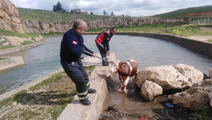 Gürün’de Su Kanalına Düşen İnek Kurtarıldı: İtfaiye Ekiplerinden Başarılı Operasyon