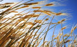 Türkiye’de Rekor Yağışlar Tarımsal Üretime Umut Oldu: Kuraklık Tehlikesi Geçti mi?