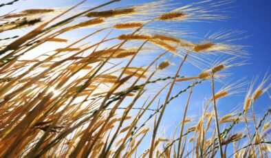 Türkiye’de Rekor Yağışlar Tarımsal Üretime Umut Oldu: Kuraklık Tehlikesi Geçti mi?