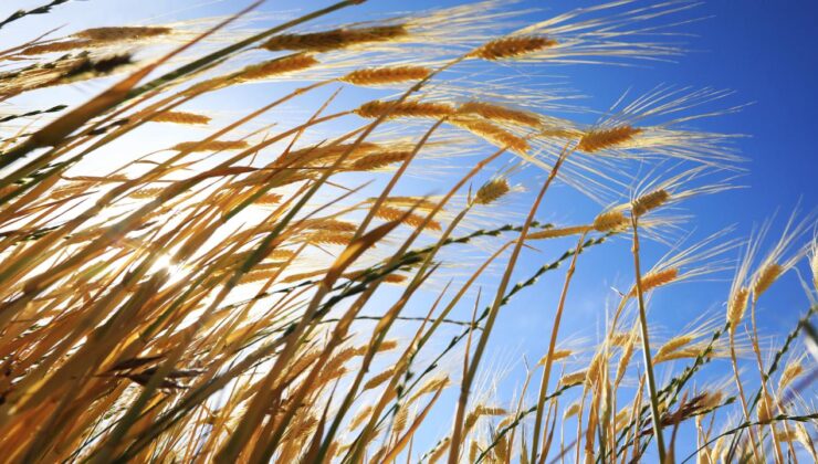 Türkiye’de Rekor Yağışlar Tarımsal Üretime Umut Oldu: Kuraklık Tehlikesi Geçti mi?