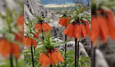 Güneydoğu’nun Ters Laleleri Baharla Yeniden Açıyor: Çermik’te Doğa Harikası Koruma Altında
