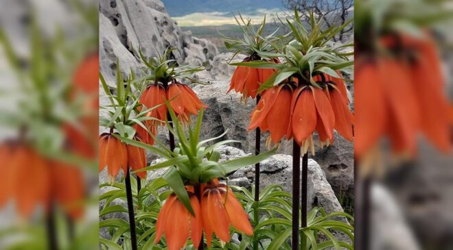Güneydoğu’nun Ters Laleleri Baharla Yeniden Açıyor: Çermik’te Doğa Harikası Koruma Altında