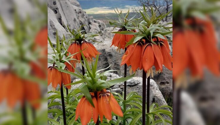 Güneydoğu’nun Ters Laleleri Baharla Yeniden Açıyor: Çermik’te Doğa Harikası Koruma Altında