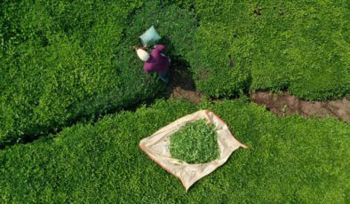 ÇAYKUR’da Geçici İşçilere Sözleşmeli Personel Olma İmkanı: Cumhurbaşkanı Kararı Resmi Gazete’de Yayımlandı