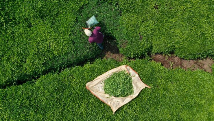 ÇAYKUR’da Geçici İşçilere Sözleşmeli Personel Olma İmkanı: Cumhurbaşkanı Kararı Resmi Gazete’de Yayımlandı