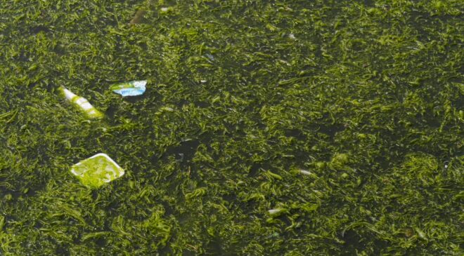 İzmir Körfezi’nde Deniz Yosunu Sorunu: Nedenleri ve Çözüm Önerileri