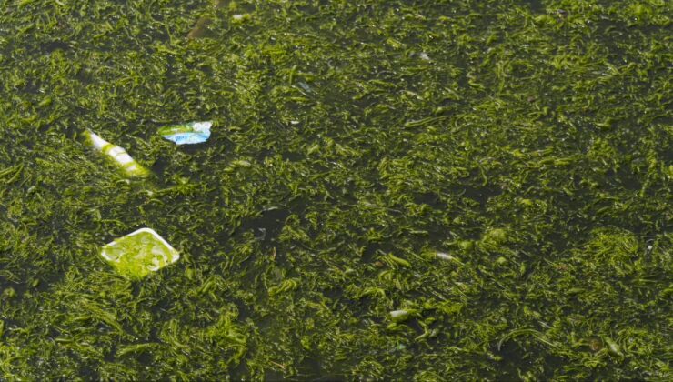 İzmir Körfezi’nde Deniz Yosunu Sorunu: Nedenleri ve Çözüm Önerileri