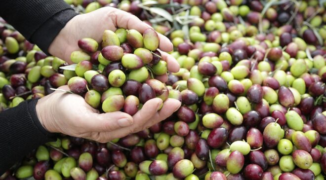 Zeytinyağı Fiyatları 2026’da Dengelenebilir: IOC’den Fiyatlara Dair Yeni Açıklamalar