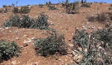 Ramallah’ta Zeytinliklere Saldırı: İsrailliler Tarafından 200 Zeytin Ağacı Söküldü