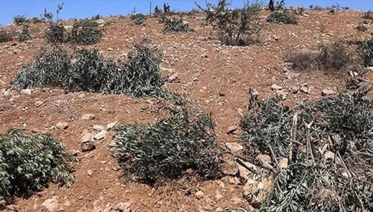 Ramallah’ta Zeytinliklere Saldırı: İsrailliler Tarafından 200 Zeytin Ağacı Söküldü