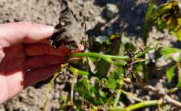 Hava Durumu Raporu: Yağışlar Yurt Genelinde Devam Edecek, Sıcaklıklar Düşüyor