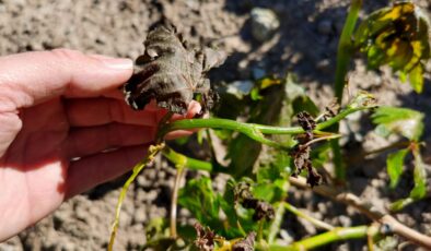 Hava Durumu Raporu: Yağışlar Yurt Genelinde Devam Edecek, Sıcaklıklar Düşüyor