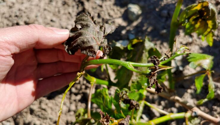 Hava Durumu Raporu: Yağışlar Yurt Genelinde Devam Edecek, Sıcaklıklar Düşüyor