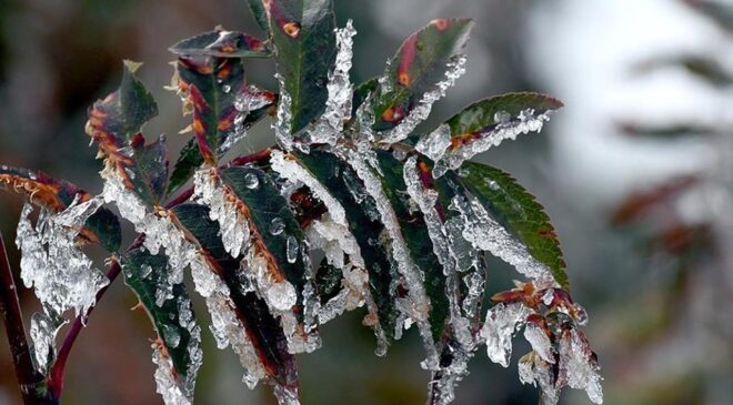 Bakanlıktan Zirai Don Uyarısı: Üreticilere Tedbir Çağrısı