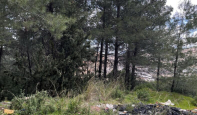 Akbelen Ormanı Davası: Danıştay’dan Kömür Madeni Kamulaştırmasına Yürütmeyi Durdurma Kararı