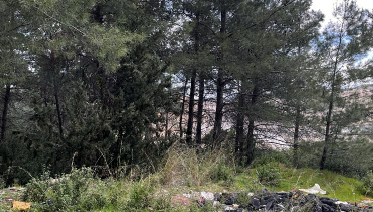 Akbelen Ormanı Davası: Danıştay’dan Kömür Madeni Kamulaştırmasına Yürütmeyi Durdurma Kararı